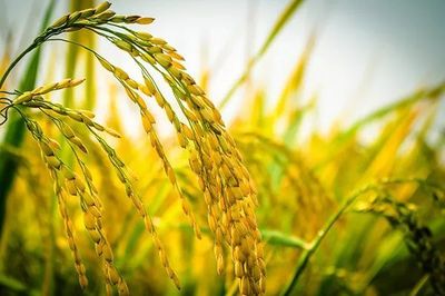 稻谷種植戶請注意 2019年病蟲害偏重發(fā)生風(fēng)險預(yù)警