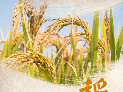 金黃稻谷，豐收?qǐng)D景 高品質(zhì)水稻田與稻谷素材下載指南